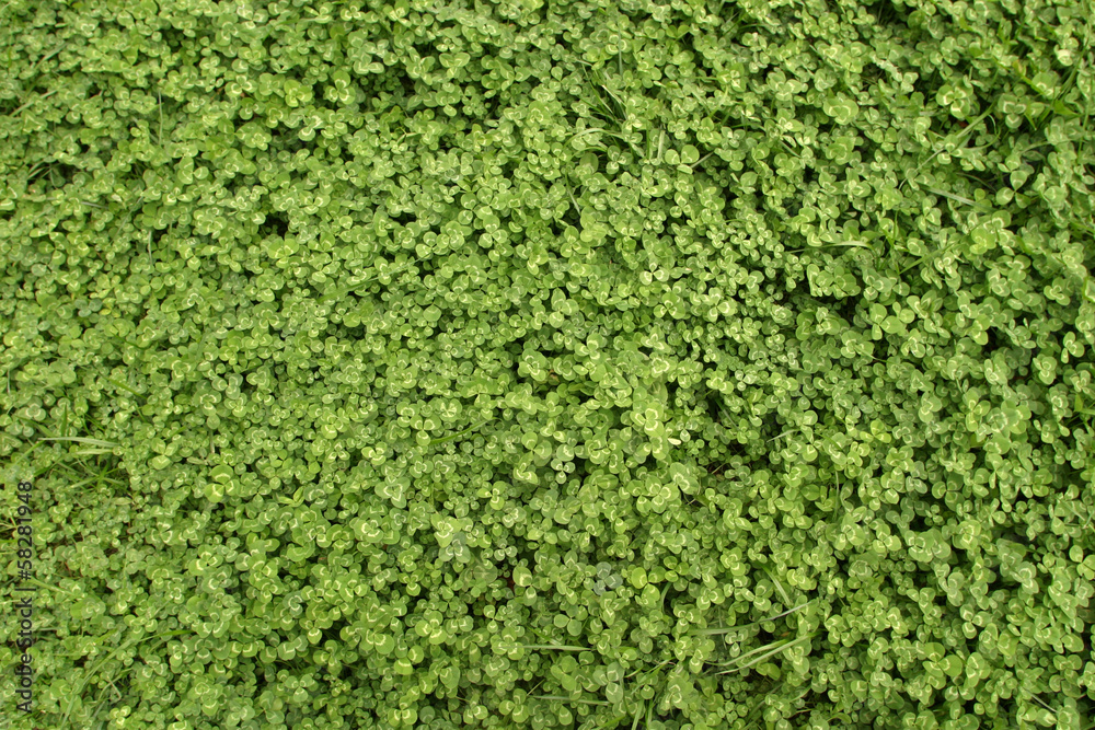 Green grass background texture. Green grass background texture.