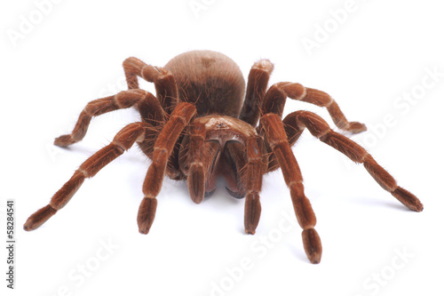Tarantula spider, female (Theraphosa blondi)