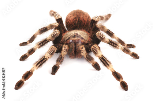 Tarantula spider, female (Vitalius paranaensis)