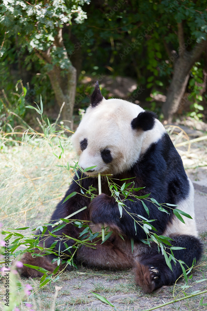 Obraz premium huge panda a bear is bamboo escapes