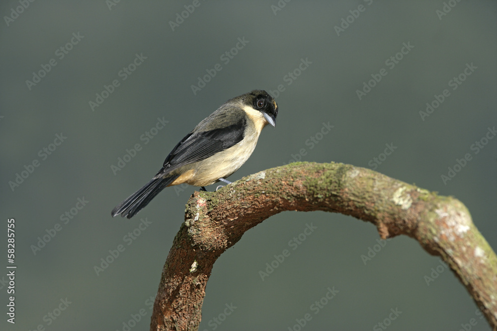 Black-goggled tanager, Trichothraupis melanops, Black-goggled tanager, Trichothraupis melanops,