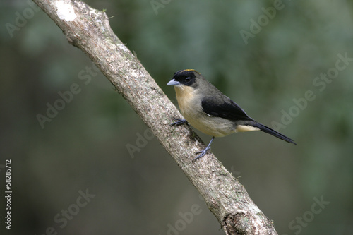 Black-goggled tanager, Trichothraupis melanops, photo
