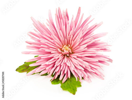 Valokuva pink chrysanthemum over white