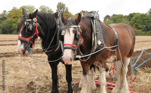 Two Large Working Horses Pulling a Farm Plough. © daseaford