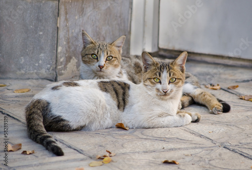 Canvas Print Two cats