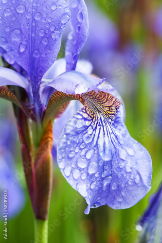 Fototapeta Naklejka Na Ścianę i Meble -  Flower petal closeup