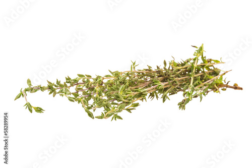 Fresh thyme branch