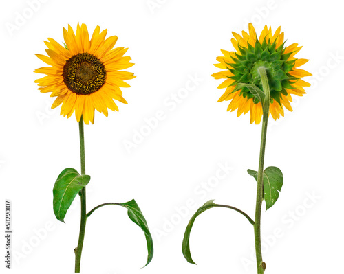 Fototapeta Naklejka Na Ścianę i Meble -  Sunflower