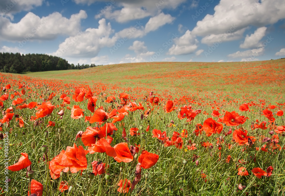 red poppies field