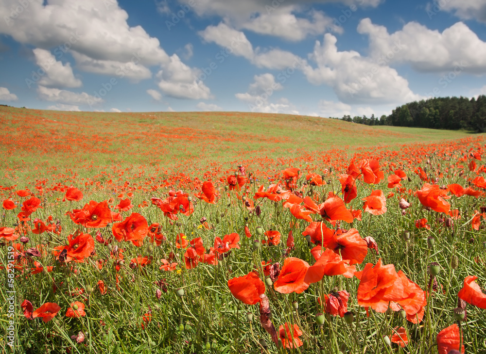 Fototapeta premium field with red poppies