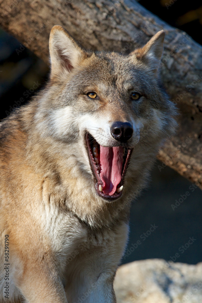 Wilder Wolf - Gebiss