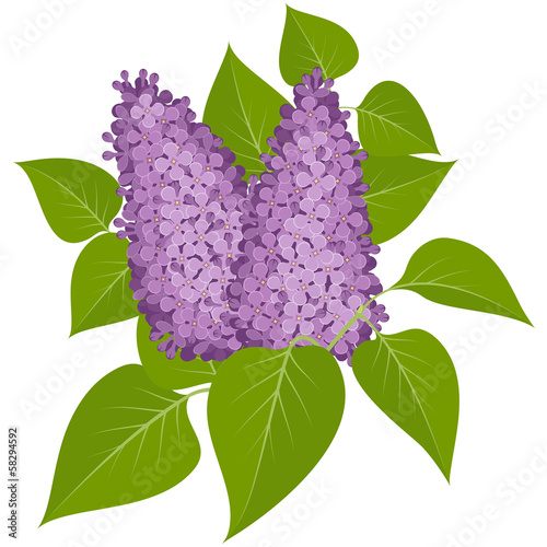 Purple lilacs with leaves isolated on white