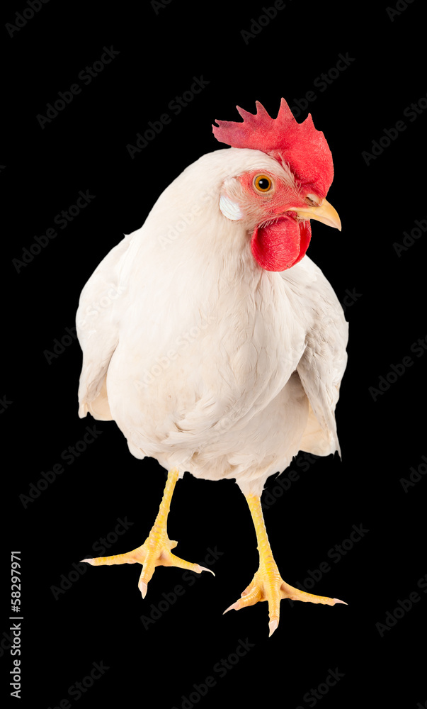 Chicken hen white. Isolated on a black background