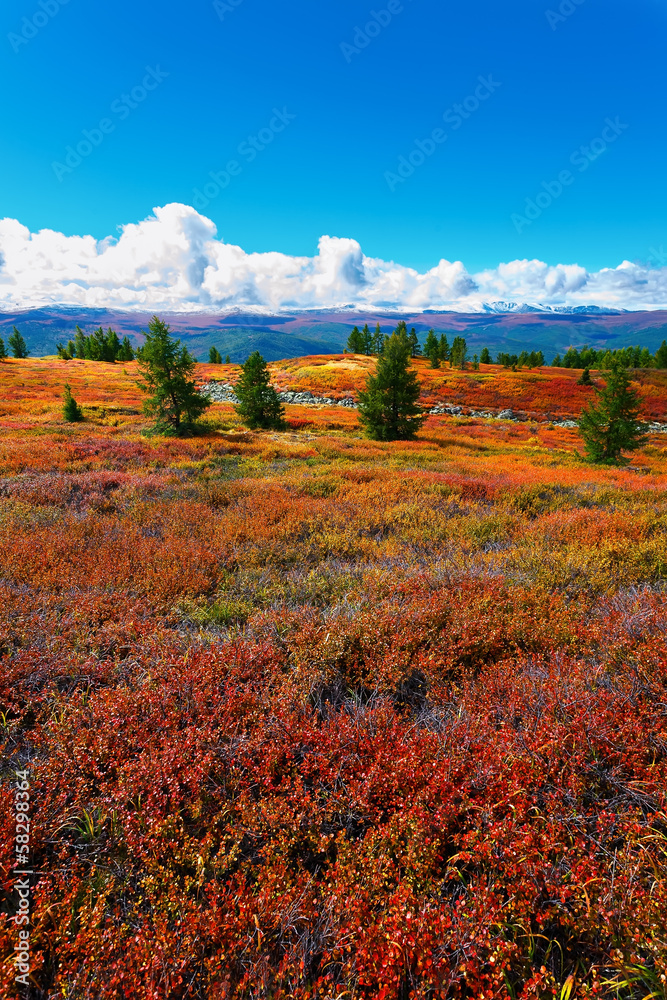 red trees and ridge