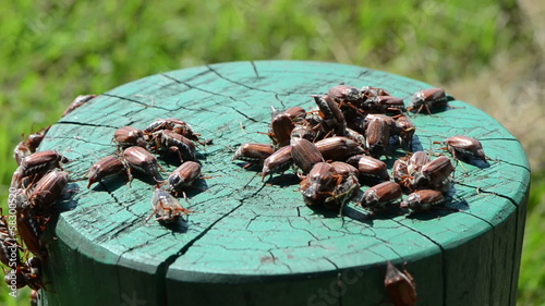 bugs crawling feet cling to each other coming off stump down photo