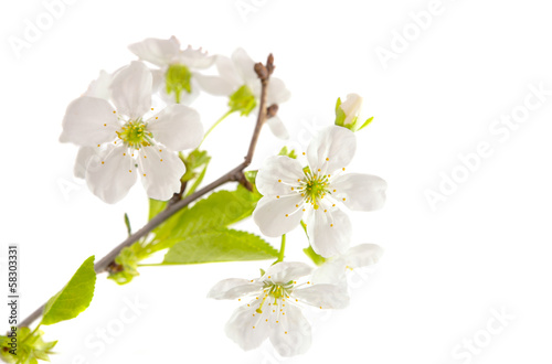 Fototapeta Naklejka Na Ścianę i Meble -  cherry blossom branch