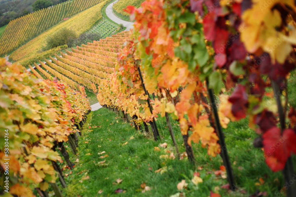 vineyards in autumn (Remstal, BW, Germany) [kw-en]