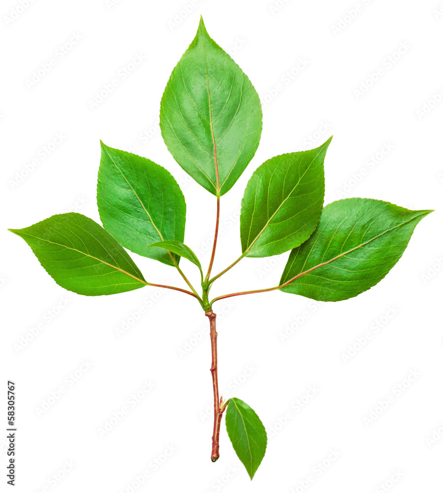 Branch with green leaves isolated on white Branch with green leaves isolated on white