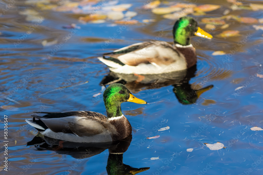 Fototapeta premium ducks in autumn