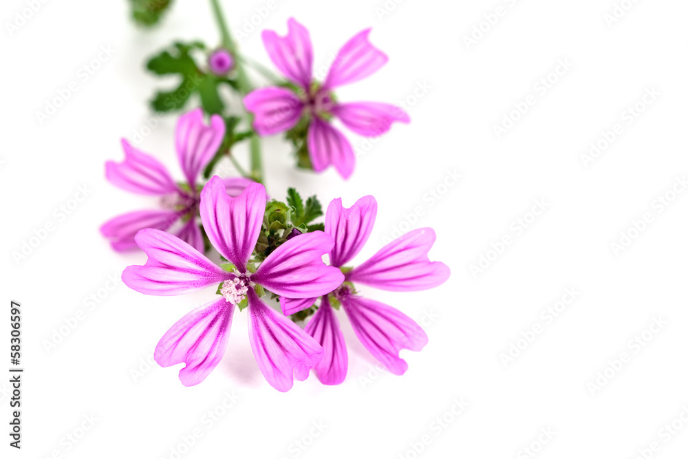 Obraz premium wild violet flowers