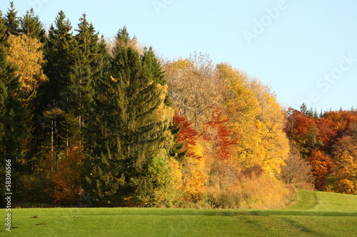 edge of forest autumn [kw-de]
