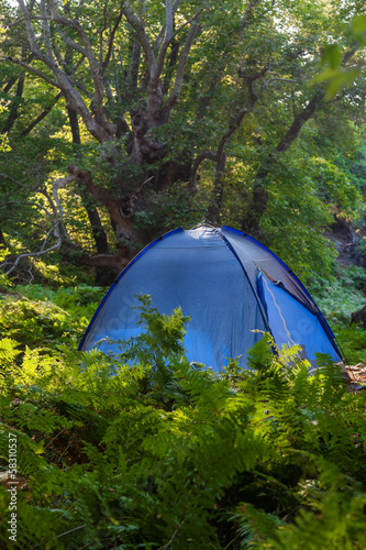 Blue tent in the forest