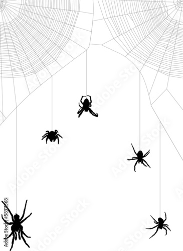 five black spiders in web on white