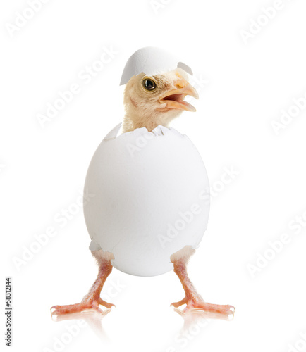 little chick