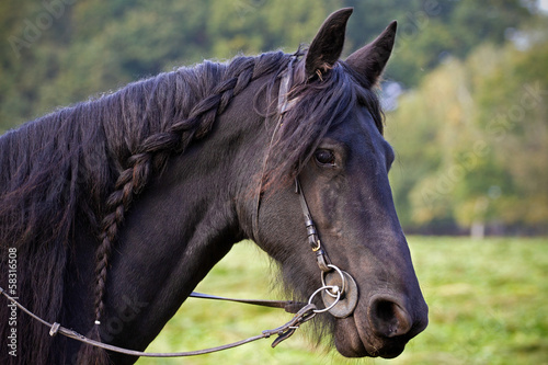 Black friesian horse