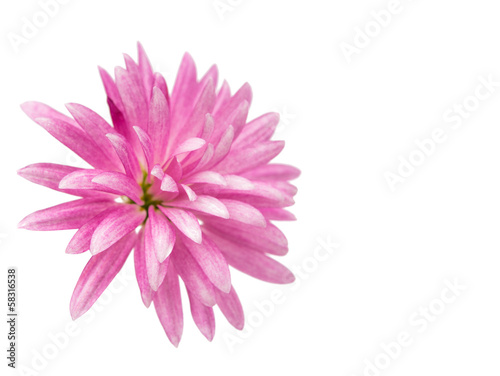 pink chrysanthemum isolated