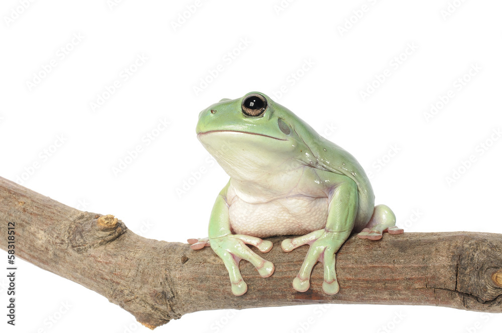 Fototapeta premium Whites Tree Frog