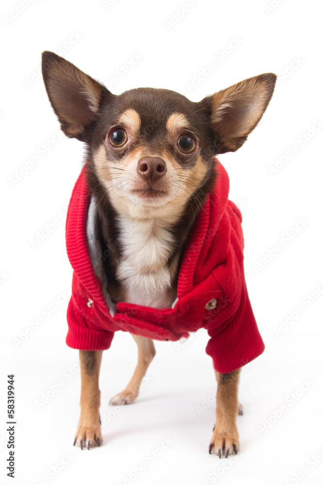 chihuahua dog with jacket