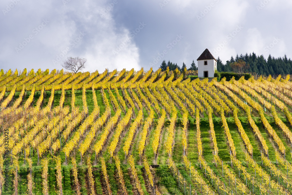 Fototapeta premium Rows of Vineyard
