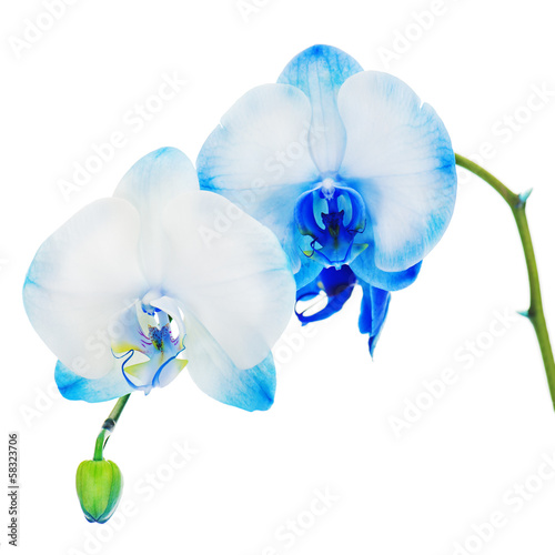 Fototapeta Naklejka Na Ścianę i Meble -  Real blue orchid arrangement centerpiece isolated on white backg