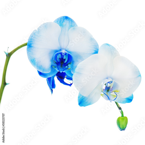 Real blue orchid arrangement centerpiece isolated on white backg