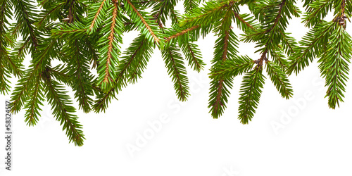 Pine tree branch isolated on white