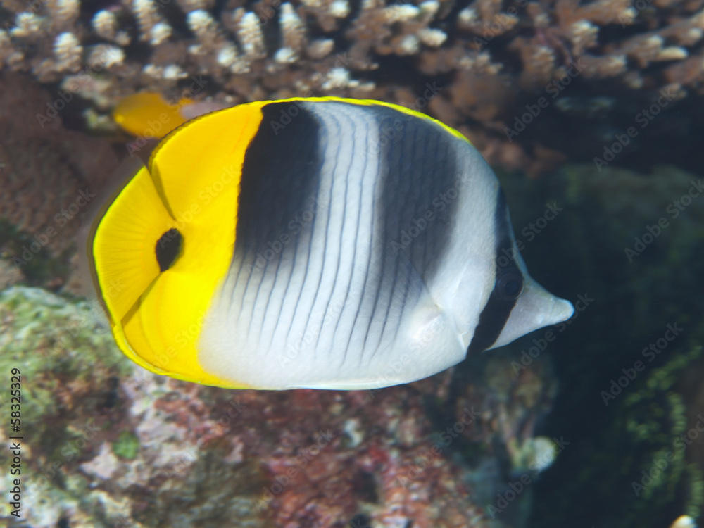 Pacific double-saddle butterflyfish Pacific double-saddle butterflyfish