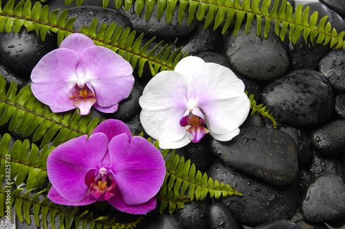 Three colorful orchid and green fern on black stones