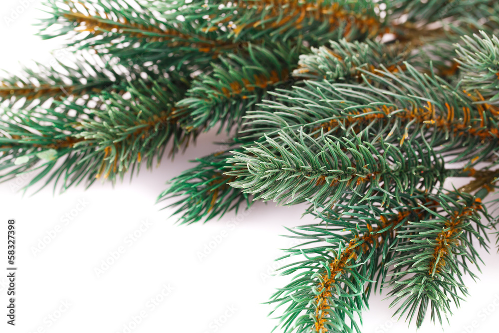 Christmas tree branch