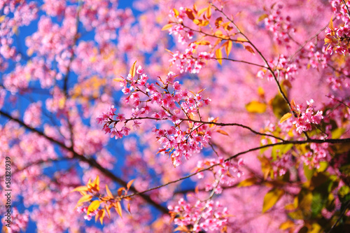 Full Bloom Pink Sakura Cherry Blossom Flowers in Spring Season