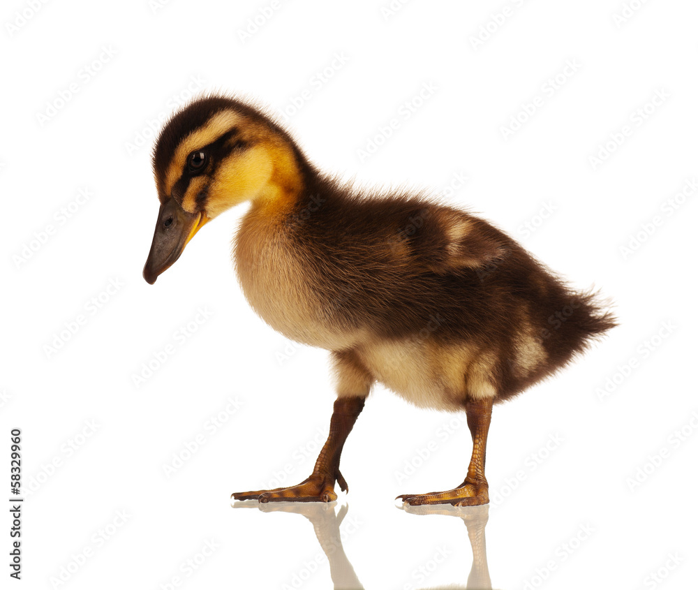 Domestic duckling Domestic duckling