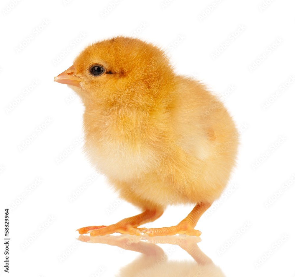 Obraz premium Little chicken