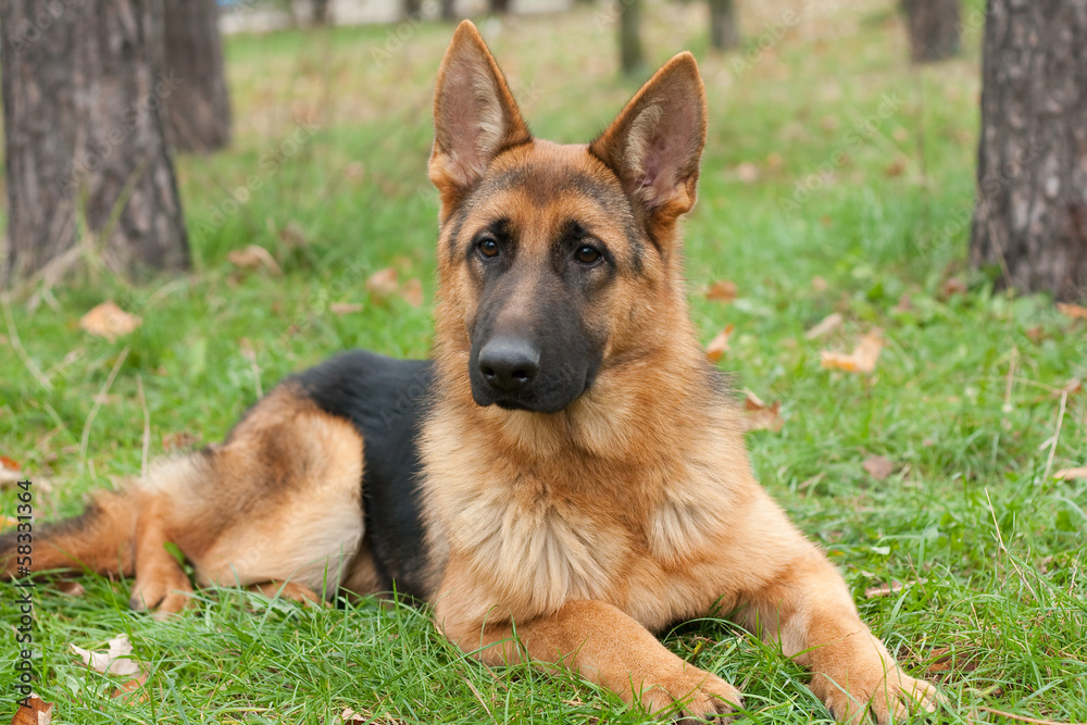 German Shepherd dog