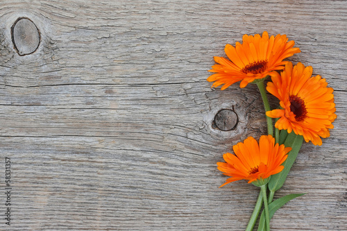 Three flowers of a calendula on an old wooden background