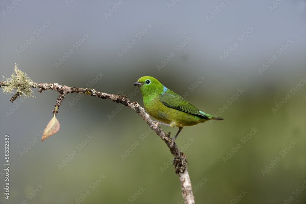 Blue-naped chloraphonia, Chlorophonia cyanea Blue-naped chloraphonia, Chlorophonia cyanea