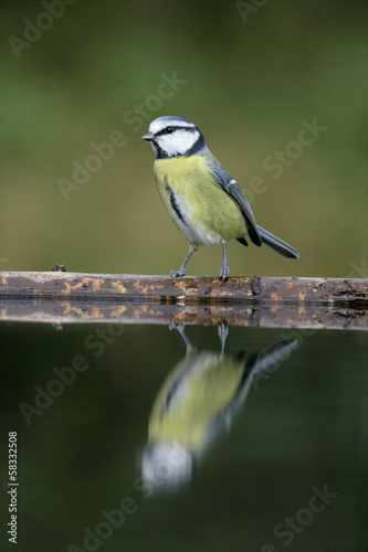 Blue tit, Parus caeruleus