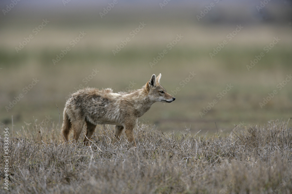 Brown or Golden or Asiatic jackal,  Canis aureus,