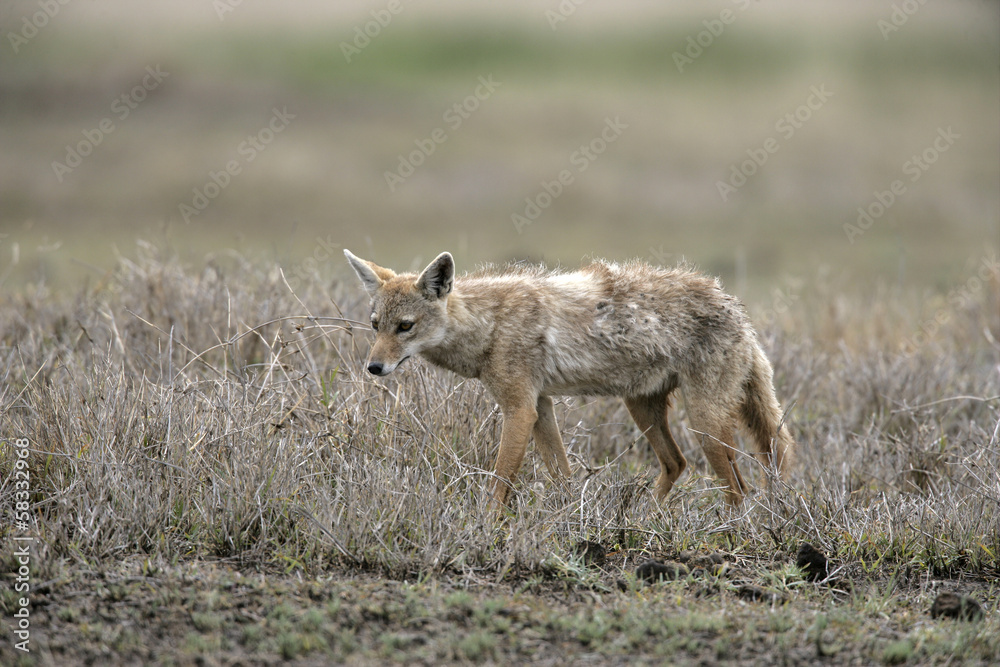 Brown or Golden or Asiatic jackal,  Canis aureus,