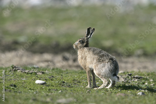 Brown hare   Lepus europaeus