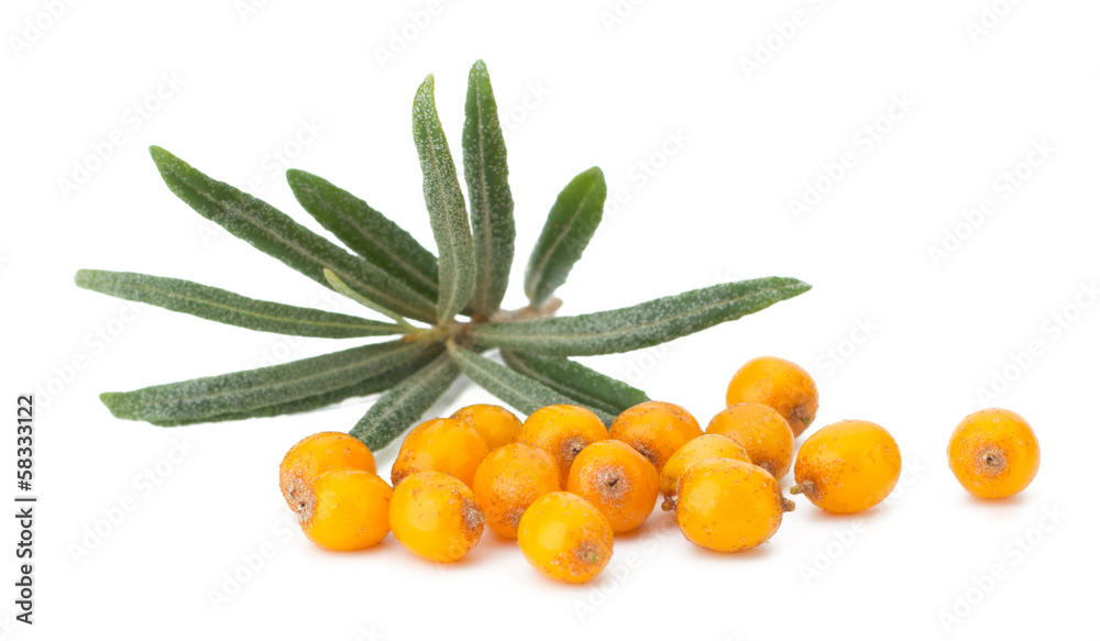 sea buckthorn isolated on the white background sea buckthorn isolated on the white background